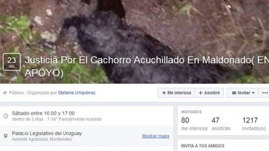 cachorro