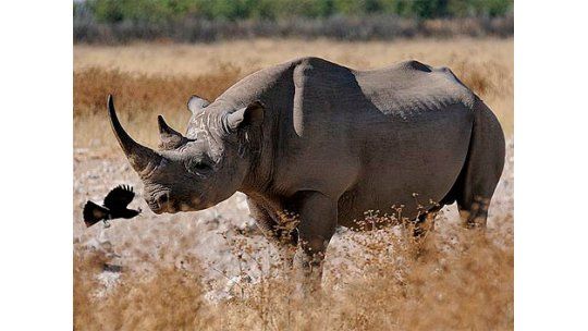 Permiten cazar animal en extinción para ayudar a conservarlo