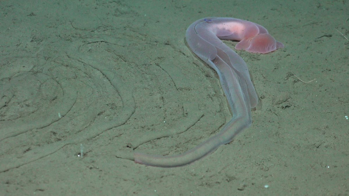 Acorn Worm (gusano bellota). Fuente: Schmidt Ocean Institute