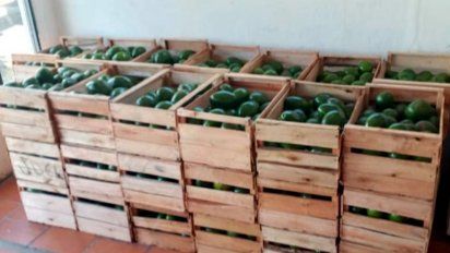 incautan contrabando de mas de 600 kilos de palta y cerveza por medio millon de pesos