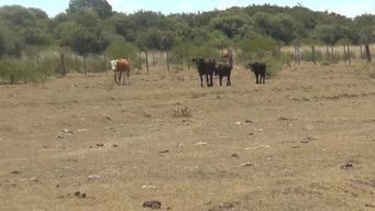 mgap entregara racion a microproductores con menos de 30 vacunos para enfrentar la sequia