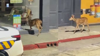 filman un ciervo suelto en san jose de mayo: corrio por la calle, fue capturado y trasladado a un parque