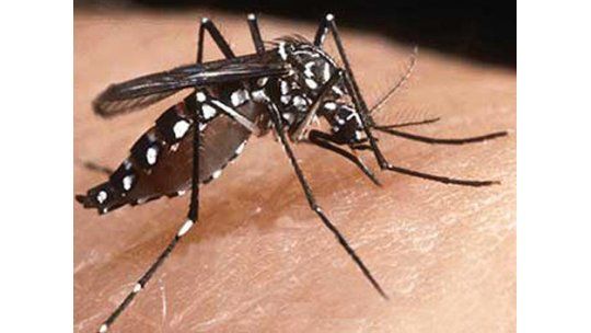 Detectan larvas del mosquito transmisor del dengue en San José