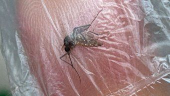 en uruguay tenemos circulacion viral del dengue, dice la ministra de salud publica