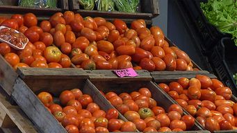 hay abundancia de tomates en el mercado, a precios bajos, y varios productores han tirado parte de la cosecha