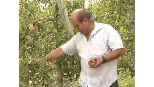 Granizo dejó destrozos por US$ 100 millones en frutas y verduras