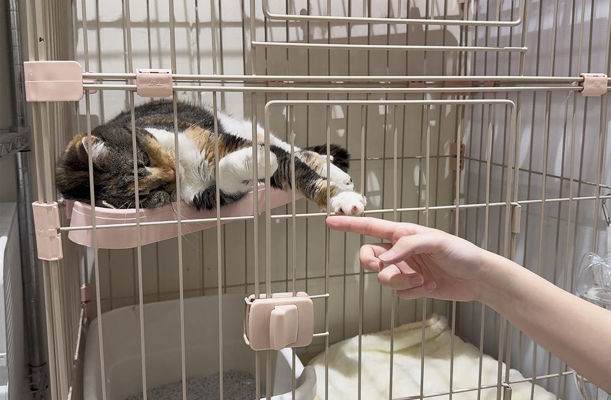 Rescatan 25 gatos que quedaron atrapados en un shopping tras terremoto en Japón