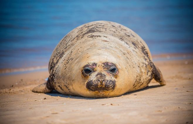 Foto cedida a Subrayado. Elefanta marina en Costa Azul, Canelones.