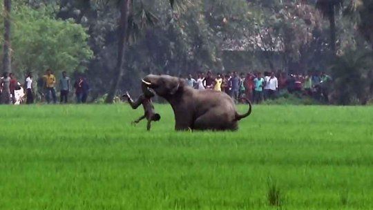 elefante india enojado