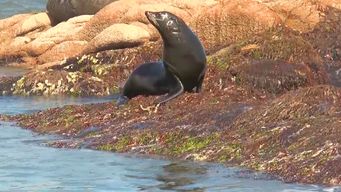 Lobos marino en Rocha. Ministro Fratti analiza reclamo de pescadores artesanales.