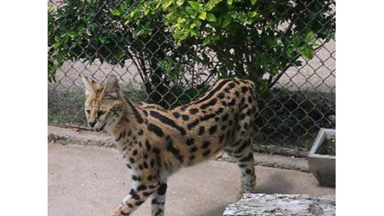 Shila será enterrada con honores en una protectora de animales