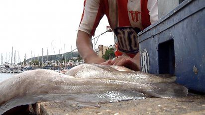 caracol y cabeza de merluza negra: nuevos productos uruguayos de exportacion