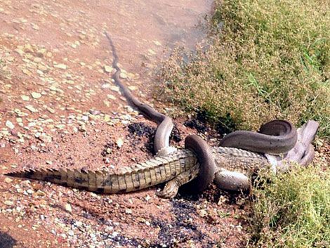 Una serpiente pitón se comió a un cocodrilo en Australia