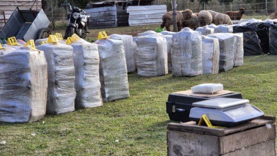 La droga incautada en la chacra, en Punta Espinillo. La droga incautada en la chacra, en Punta Espinillo.