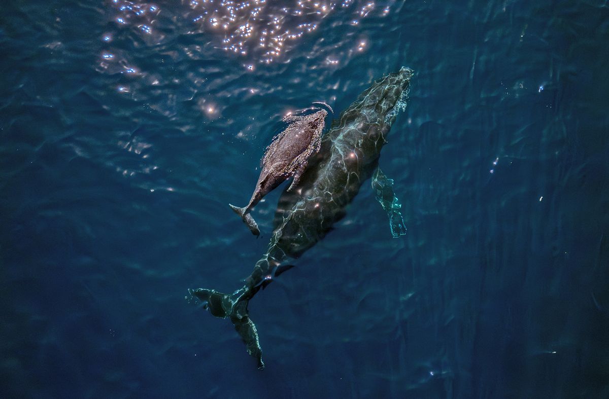 Una madre ballena jorobada y su cría son avistadas en la costa de Vitoria, estado de Espírito Santo, Brasil, el 22 de agosto de 2023.