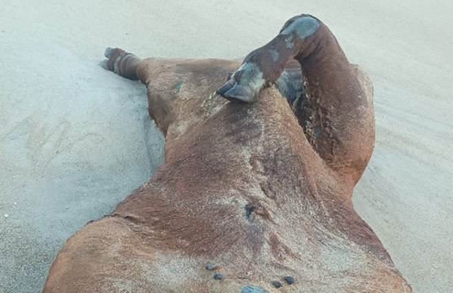 vacuno-muerto-playa-rocha