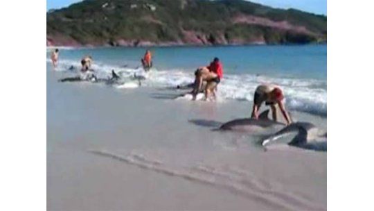 Turistas salvan a decenas de delfines encallados en Río