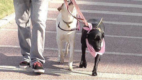 perros paseando