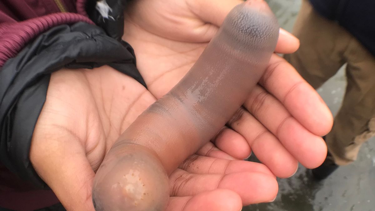 Miles de peces pene aparecen en una playa de California