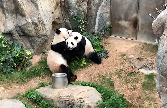 PANDAS COPULAN FOTO.jpg