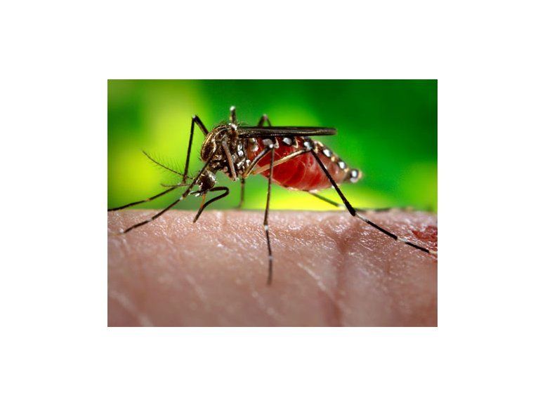 Uruguay registró cuatro casos de Chikungunya