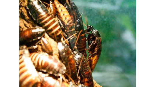 Fuga espectacular de un millón de cucarachas de criadero de China