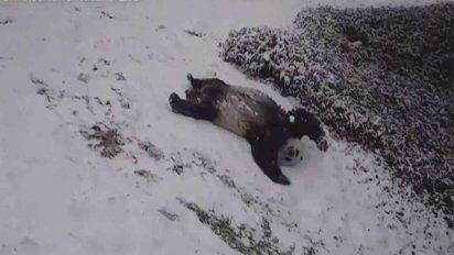 tres osos panda juegan en la nieve mientras una tormenta invernal cubre la capital de ee.uu.