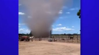 extrano fenomeno fue registrado en el refugio animales sin hogar: ¿cual es su origen y que caracteristicas tiene?