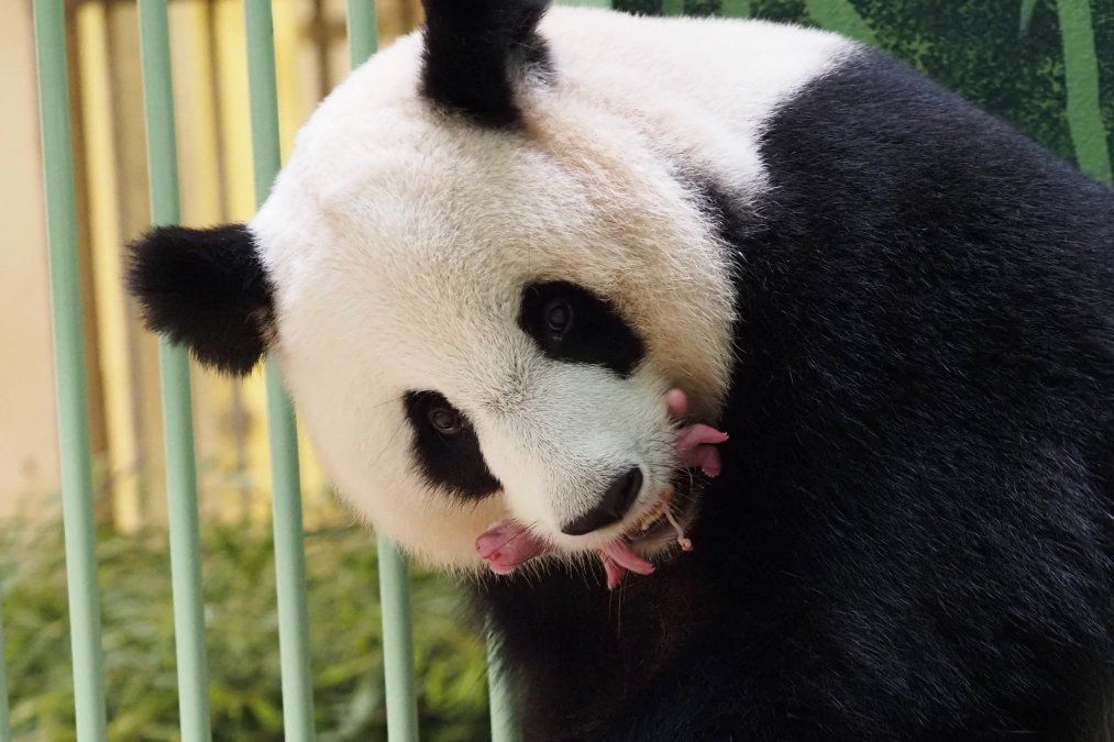 El panda gigante Huan Huan, que significa Feliz en chino, y sus cachorros gemelos se ven dentro de su recinto después de que ella dio a luz en el zoológico de Beauval en Saint-Aignan-sur-Cher