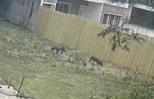 perros-pitbulls-ataque-policiales