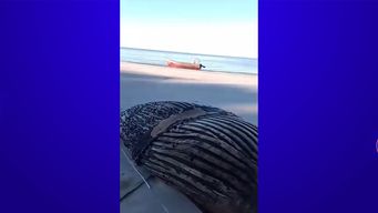 hallaron una ballena muerta en una playa cerca de boca de mauricio en el departamento de san jose
