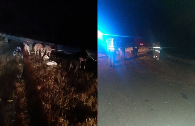 Uruguayos terminaron con su vehículo en un arroyo en Entre Ríos. Lograron salir junto a sus perros. Uruguayos terminaron con su vehículo en un arroyo en Entre Ríos. Lograron salir junto a sus perros.