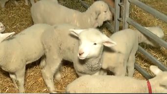 bautizaron como lucho suarez a un cordero de 20 dias en el prado