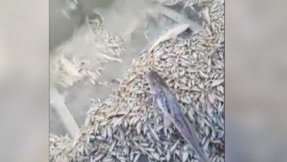 ute analiza denuncia por peces muertos en central electrica