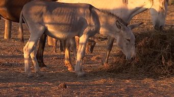 Foto: Ilustrativa / Archivo