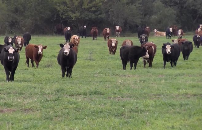 vacas-campo-agro