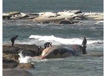 Sacarán a la costa a la ballena muerta en José Ignacio