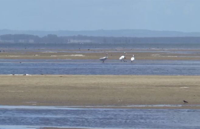 CISNES-AVES-GRIPE-ARCHIVO