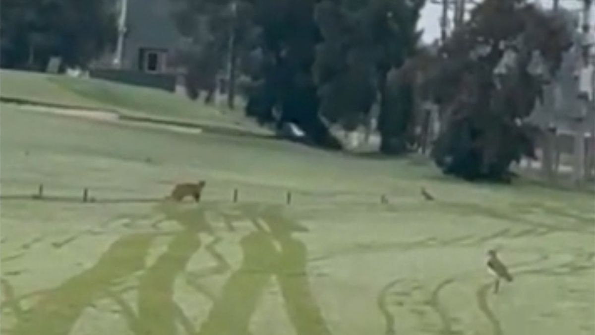 Ambiente, Interior, Intendencia e INBA realizan operativo conjunto para ubicar al puma visto en barrio privado