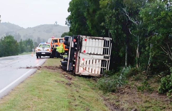 Murió el conductor de un camión que transportaba ganado tras volcar en ruta 13 de Lavalleja. Foto: Policía Caminera.