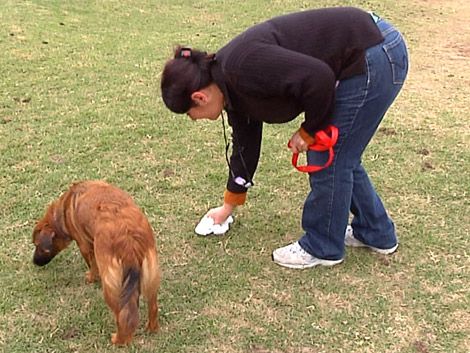 tocar caca de perro puede enfermarte