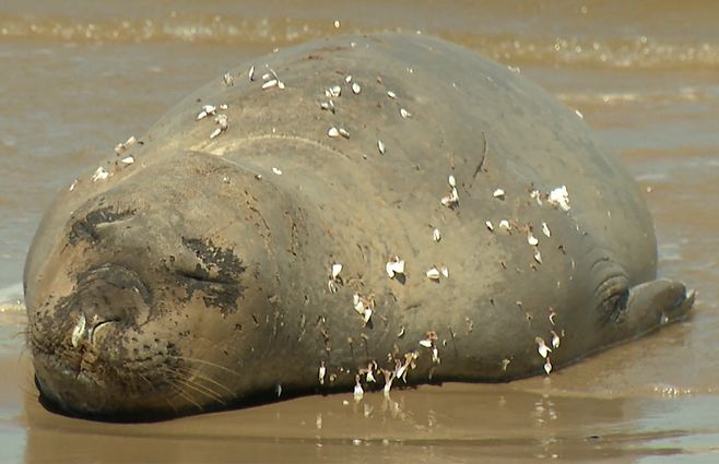 elefante-marino-playa-buceo-febrero-2024.jpg