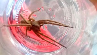 brasil: a partir del veneno de la arana bananera crean una pomada contra la disfuncion erectil