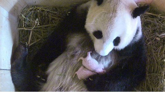 pandas gemelos