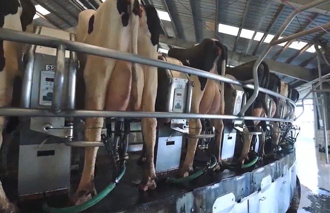 vaca-leche-tambo-archivo.jpg