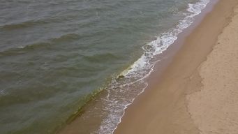 para ambiente es altamente probable que aparezcan cianobacterias en playas este verano