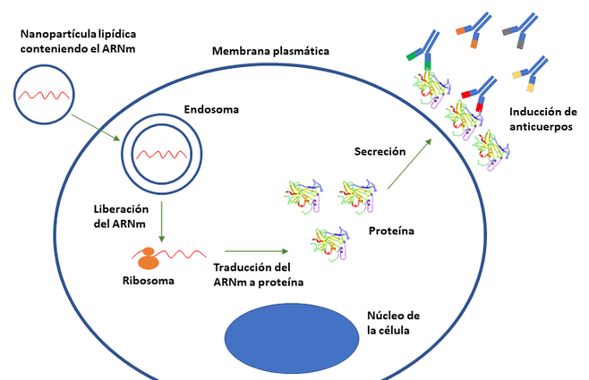 El métpdp ARN mensajero, por el momento considerado el más seguro por la comunidad cientifica internacional