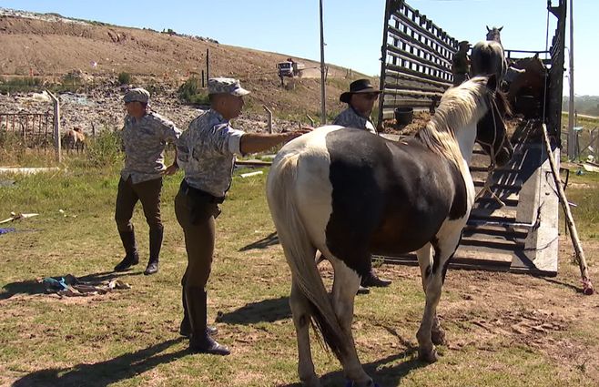 incautacion-caballos-policia-operativo-montevideo