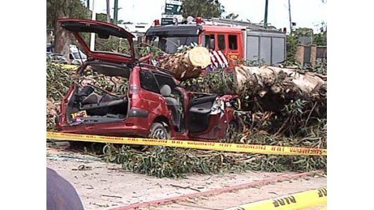 IM investiga desprendimiento del árbol que mató a una mujer