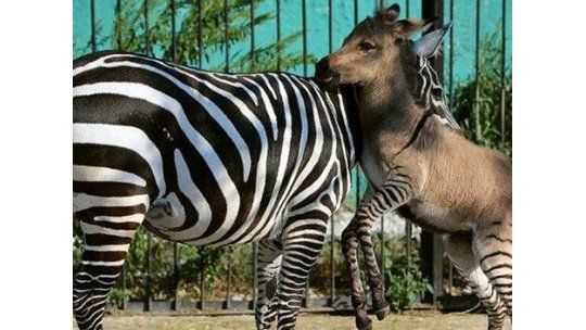 Nació un ceburro, mezcla de cebra y burro, en un zoo de Crimea